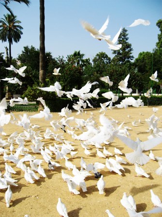 [RH] Para Utusan Allah yang Setia