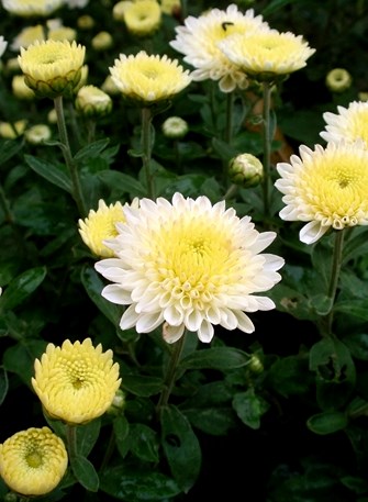 chrysantemun Copy