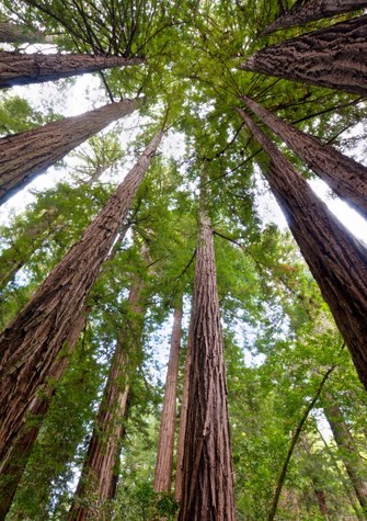 raw redwood tree Copy