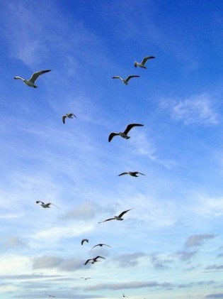 sky birds by nyahm Copy 315x421