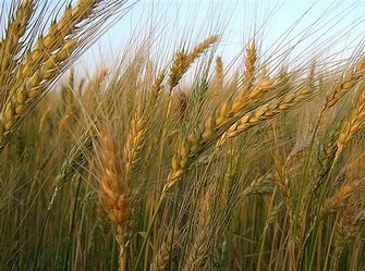 wheat Copy