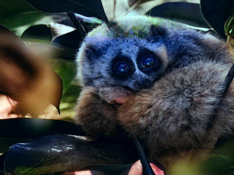 Pentingnya Kesabaran dan Ketekunan: Belajar dari Individu yang Lamban